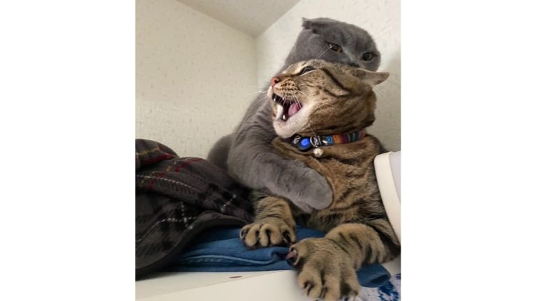 じゃれあっている猫たち