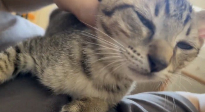 目を細めているキジトラ猫