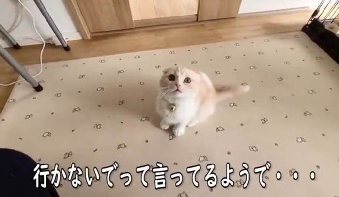 上を見上げる子猫