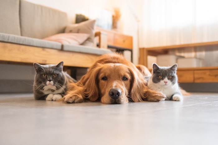 2匹の猫と犬