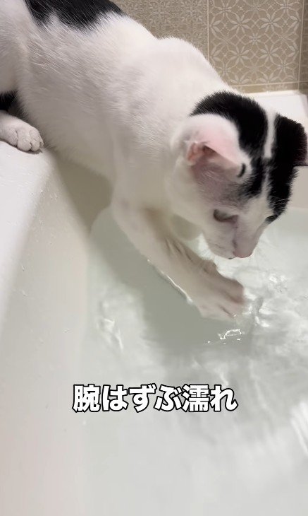 シンクで水遊びをする猫