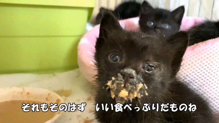 口を汚した子猫