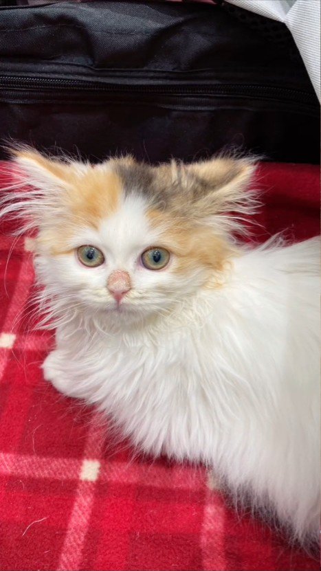 振り向く子猫