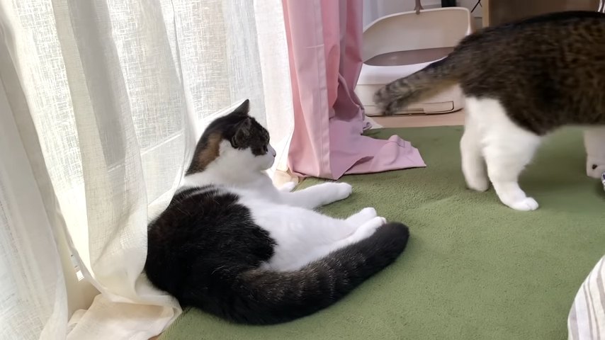 寝そべる猫と歩いていく猫