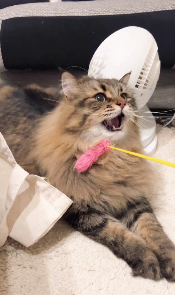 猫じゃらしで遊ぶ猫