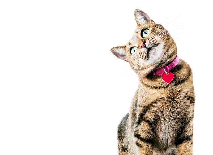 不思議そうにしている猫