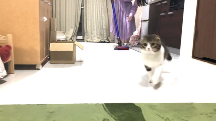 向かってくる猫