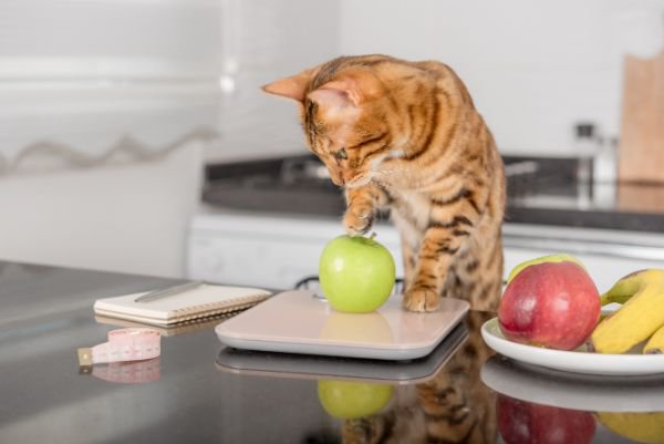 青りんごを触る猫