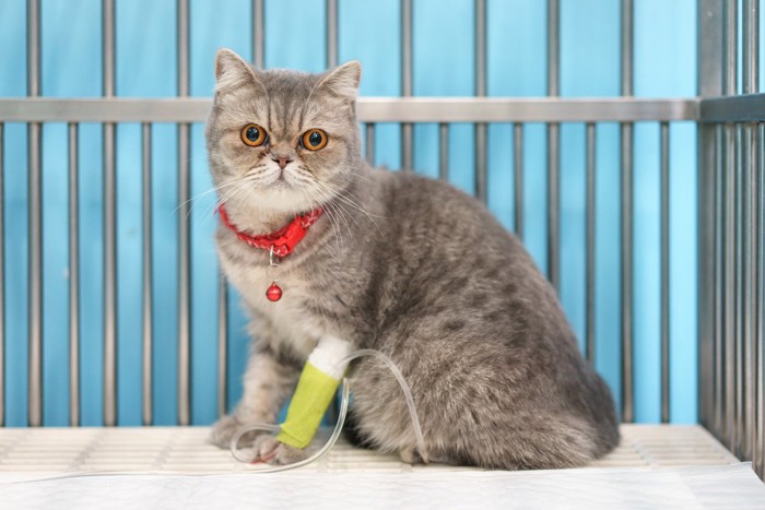 点滴を受けている猫