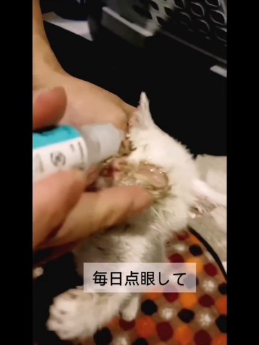 目薬される子猫