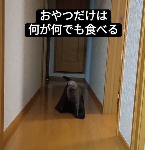 ネットの中に入った猫3