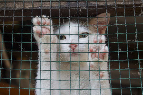 ケージに手をかける猫