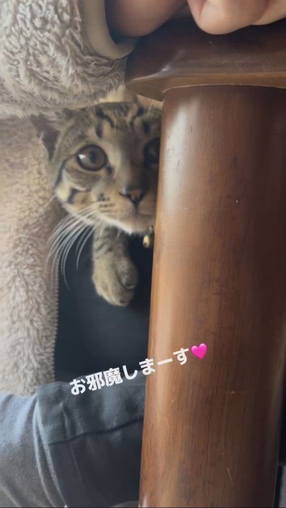 お姉ちゃんの膝に乗るキジトラ猫