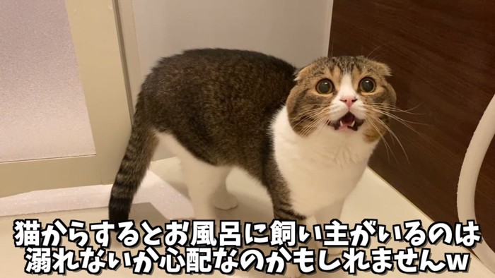 口を開けている猫