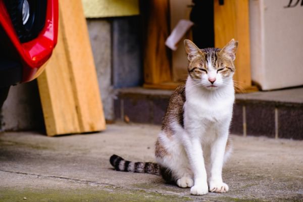 座って目を閉じる猫