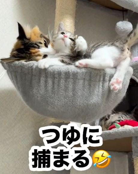 キジトラ白の子猫を前足で抱え込む三毛猫