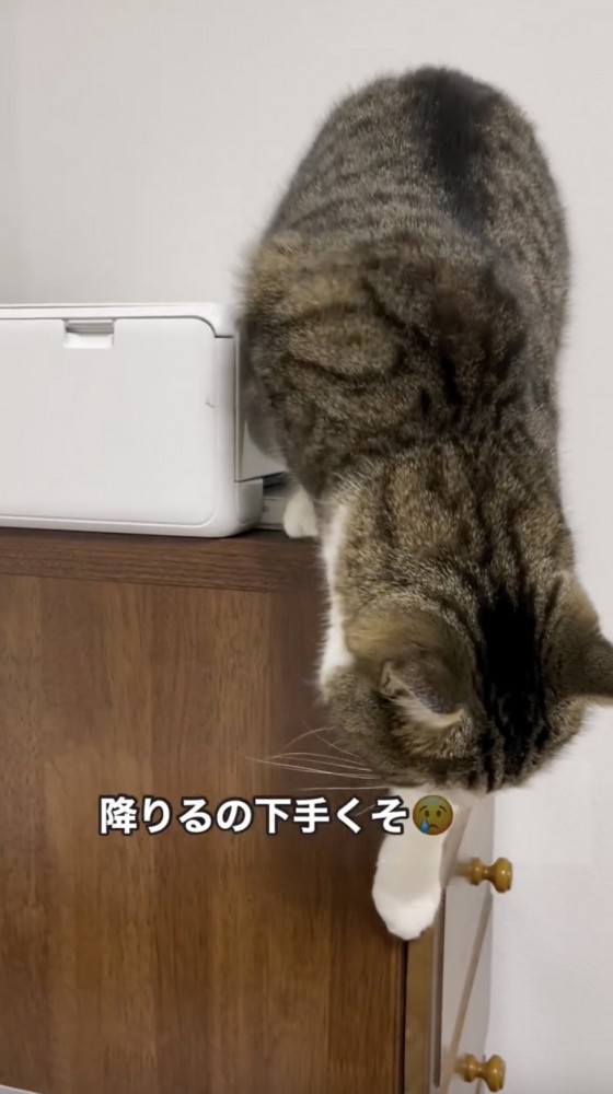 戸棚の上から降りにくそうな猫