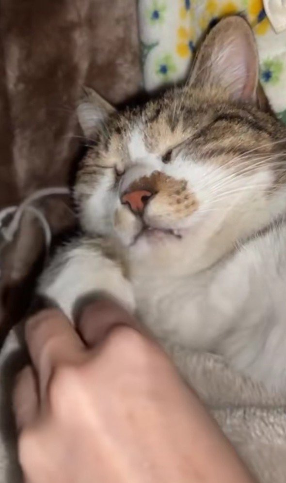 布団で眠る猫