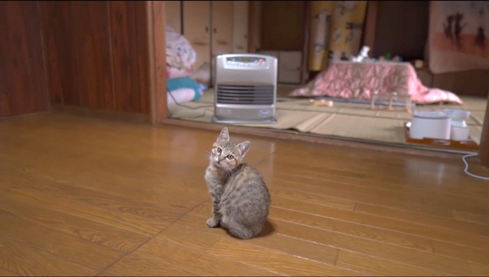 ヒーターから少し離れて座るサビ色の子猫