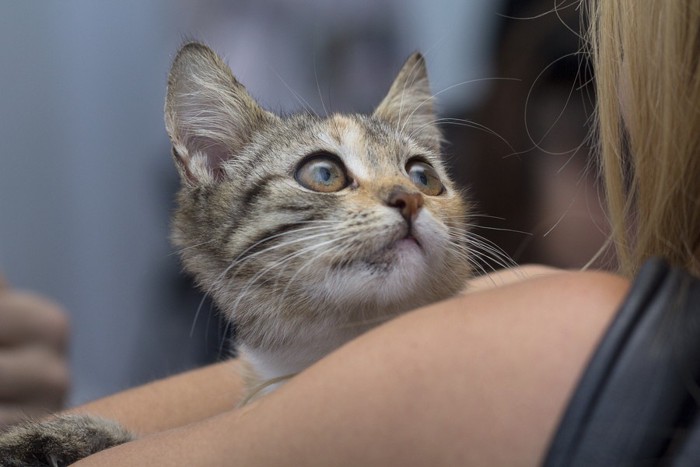 女性に抱かれる子猫