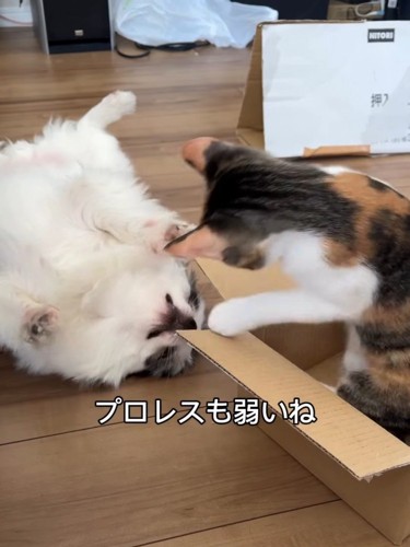 仰向けの犬と立ち上がる猫