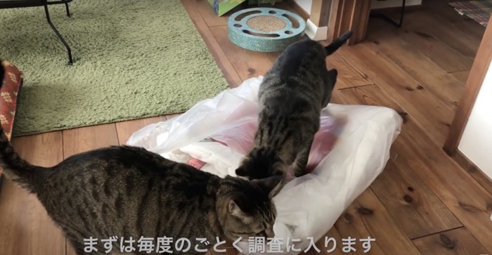 猫チェック中