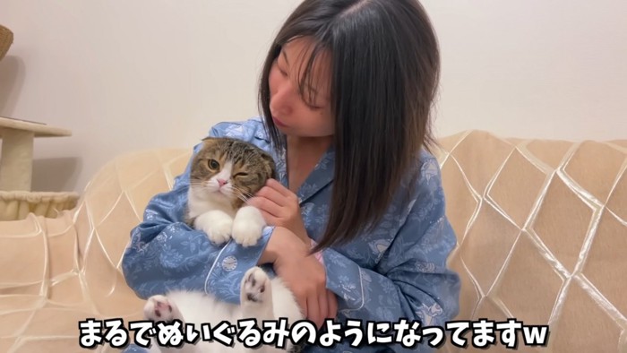 抱っこされる折れ耳猫