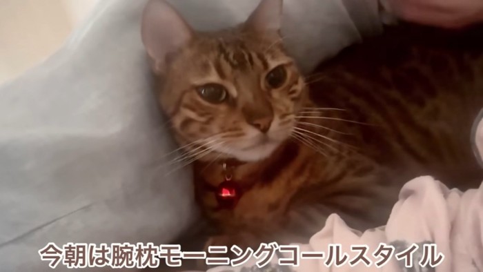 寝そべる猫