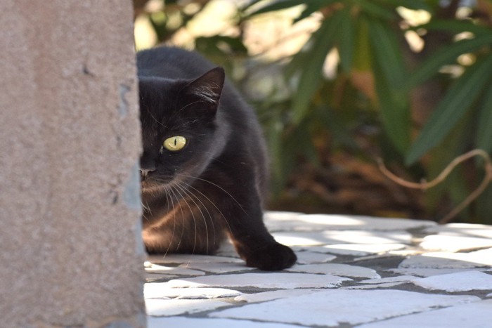 物陰からこちらを見る黒猫