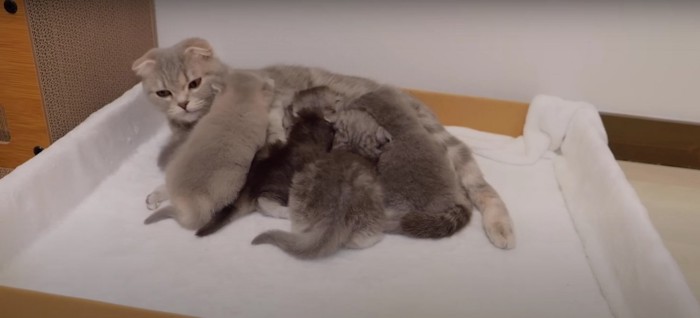 お母さん猫のお乳を飲む子猫たち