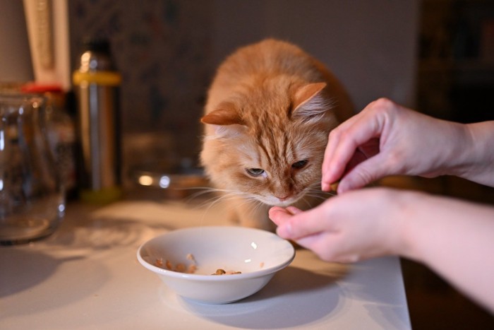 猫のご飯を与える飼い主