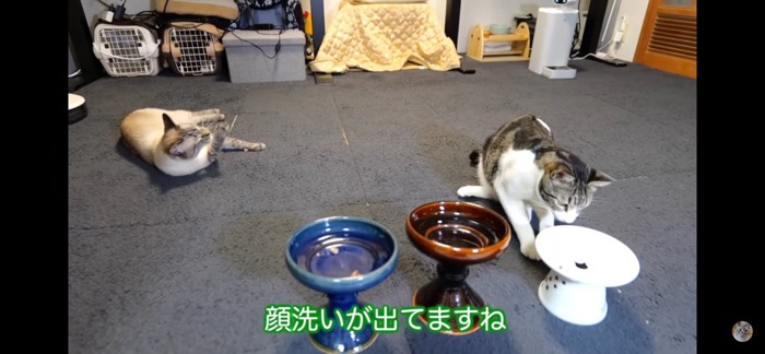 ご馳走様