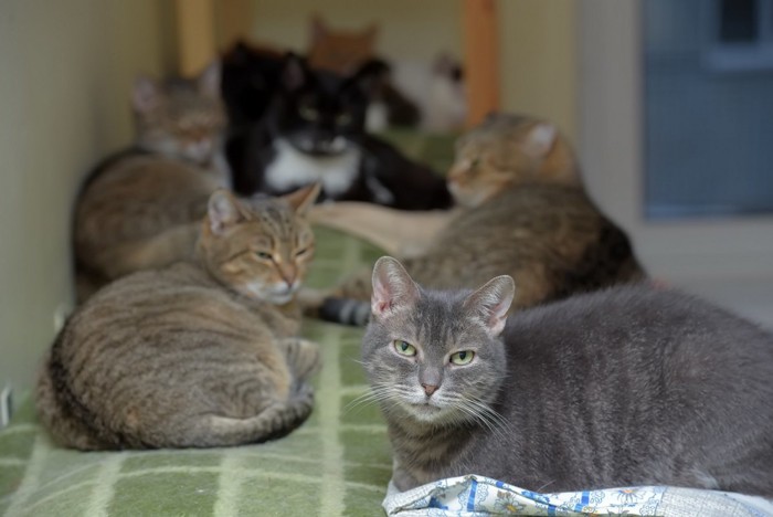 いやそうな顔をした猫と複数の猫