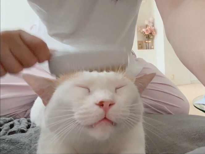 ブラッシングされる白猫の表情1