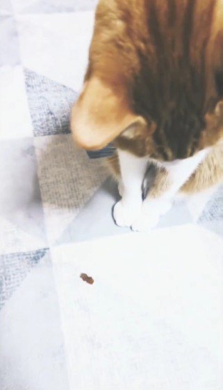 おやつを見る猫