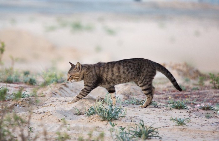 荒廃した草原を歩く猫
