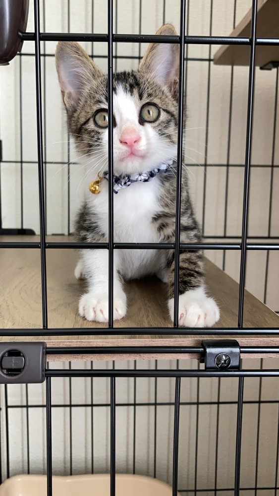 ケージの中の子猫