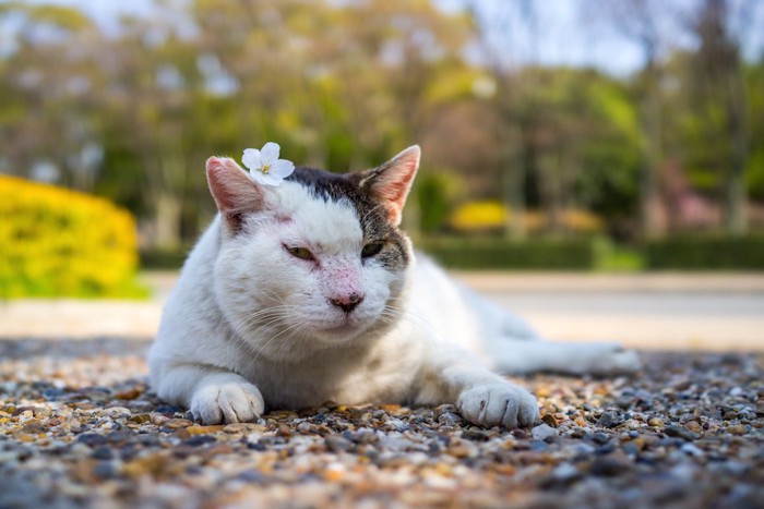 頭に桜の花びらを乗せた野良猫