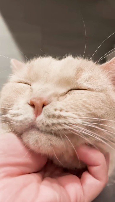 飼い主に顎を撫でられて目を細める猫