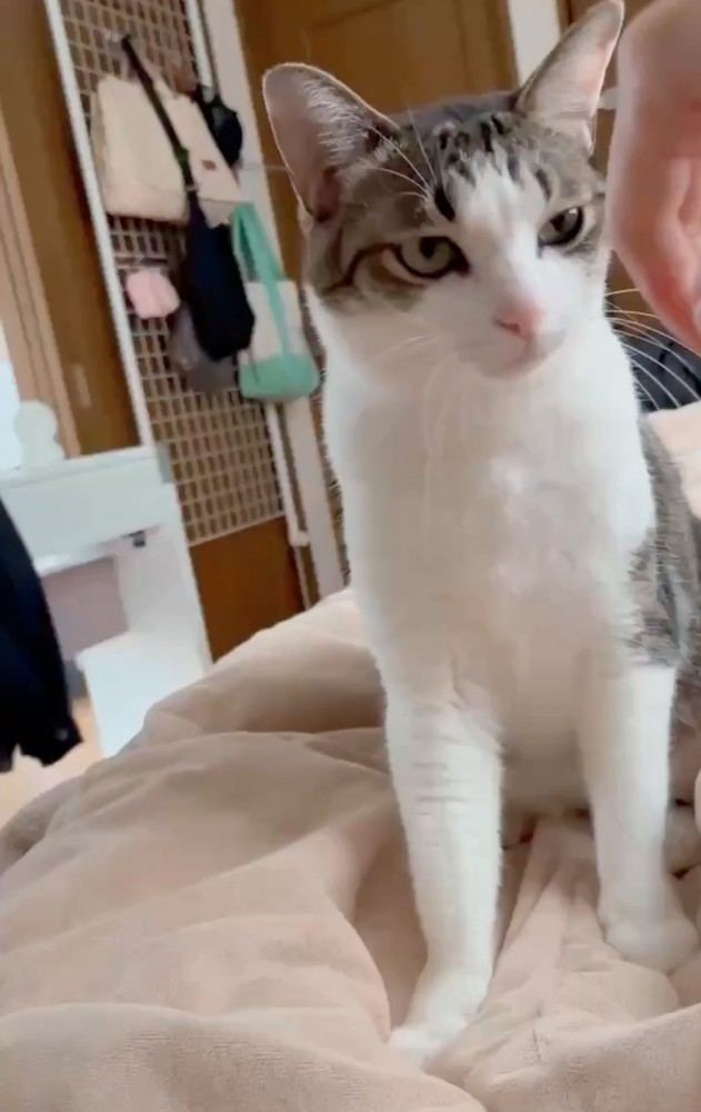 隣に座る猫
