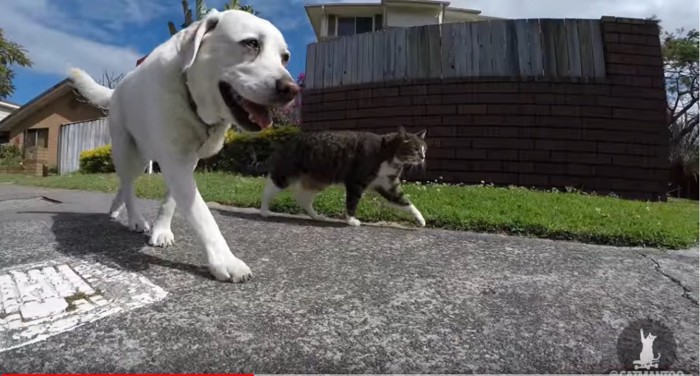 一緒に歩く猫と犬