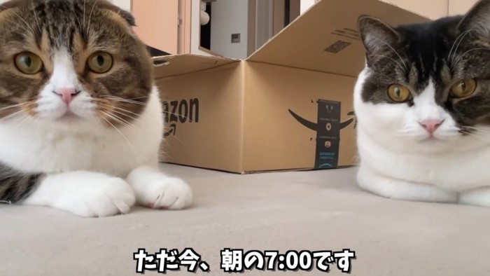 並んで座る2匹の猫