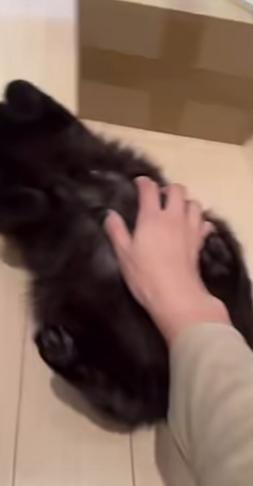 飼い主にお腹を撫でられる黒猫
