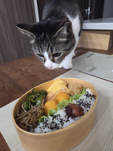 お弁当を確認するつくねちゃん