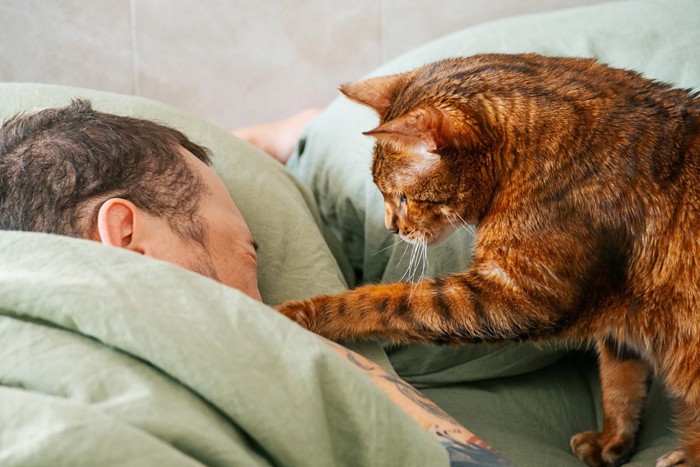 顔を叩いて起こす猫