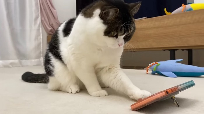 座ってスマートフォンを触る猫