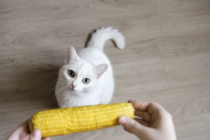 トウモロコシを狙う猫