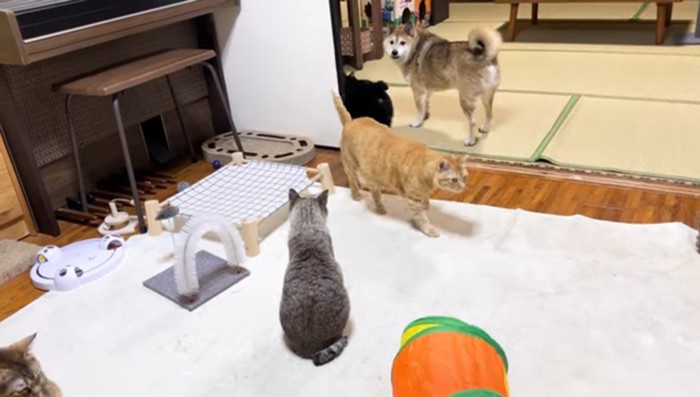 猫たちのほうを見る柴犬