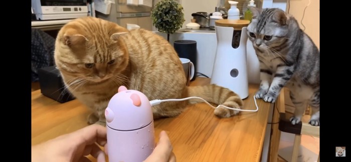 加湿器を見つめる猫