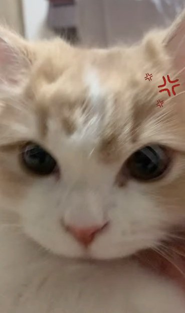 飼い主さんを見つめる猫